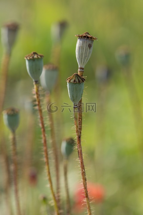 野花,罌粟,鮮花