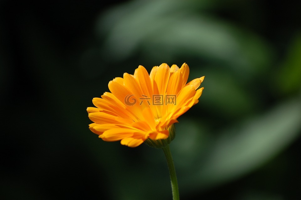 花,性质,春天
