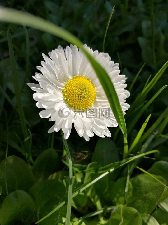 雏菊,白色的花,花瓣