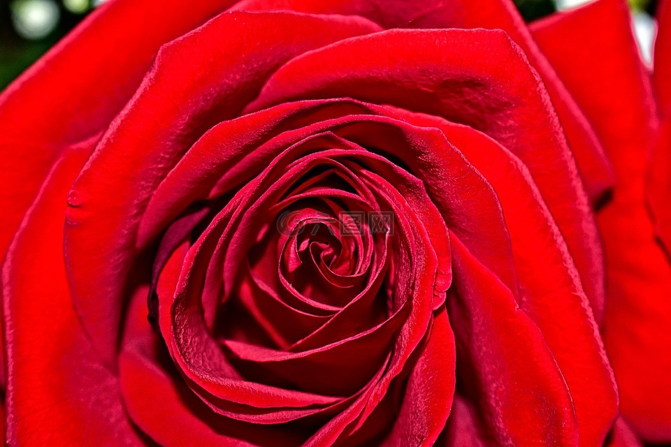 红色,玫瑰,花