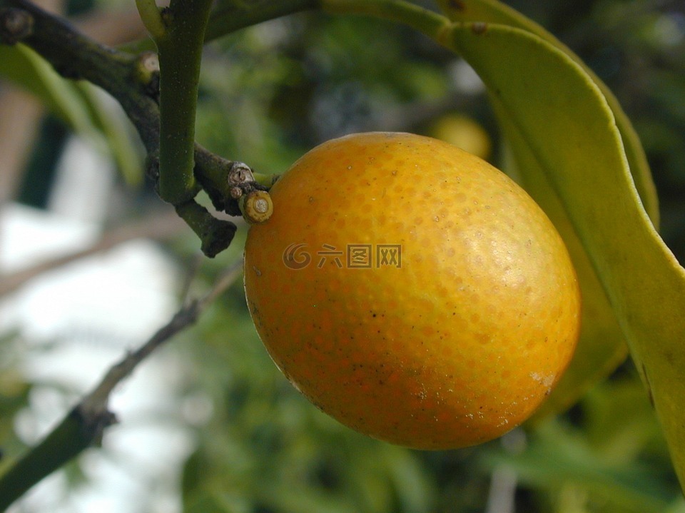 中文 普通話,橘子,普通話