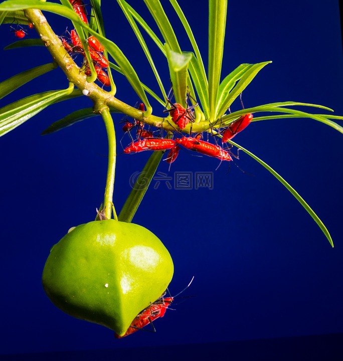 甲蟲,紅色,甲蟲家庭