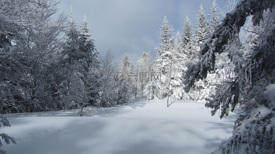 雪,景觀,白
