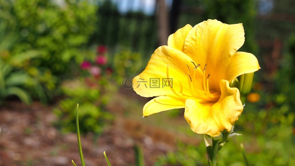 萱,花,萱草