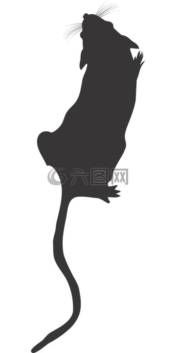 實(shí)驗(yàn)室老鼠頂看,鼠的輪廓,實(shí)驗(yàn)室老鼠標(biāo)