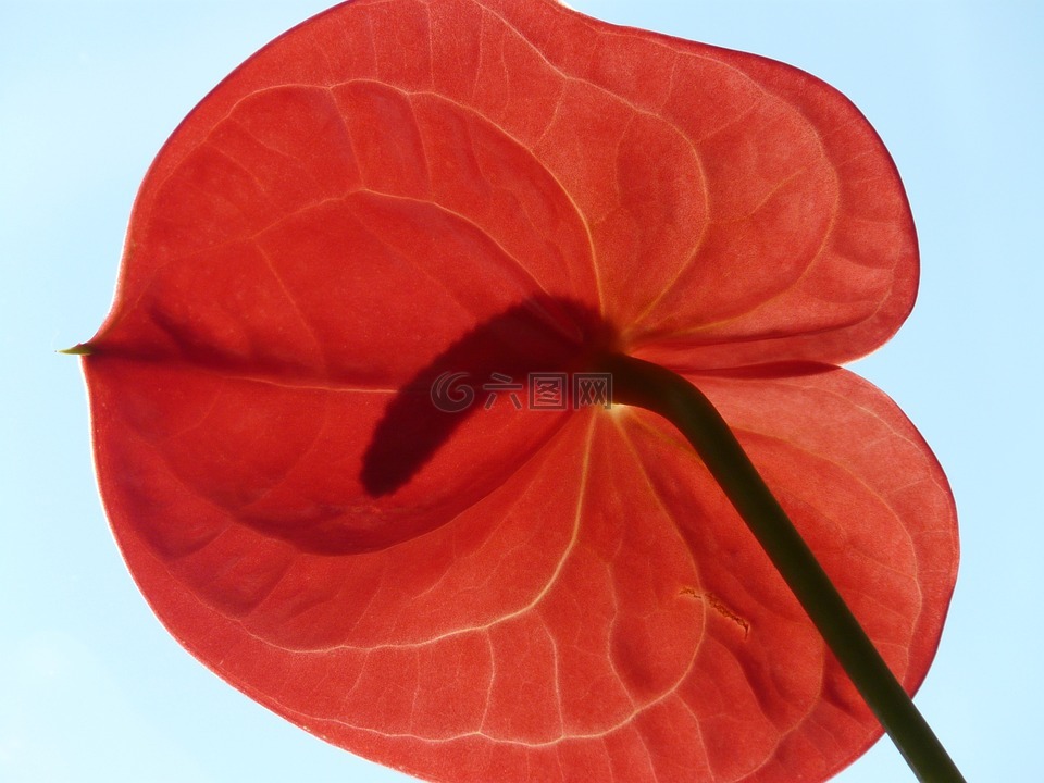弗拉明戈花,紅掌,開花