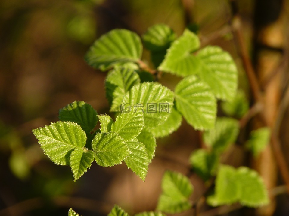 櫸木,春天,葉子