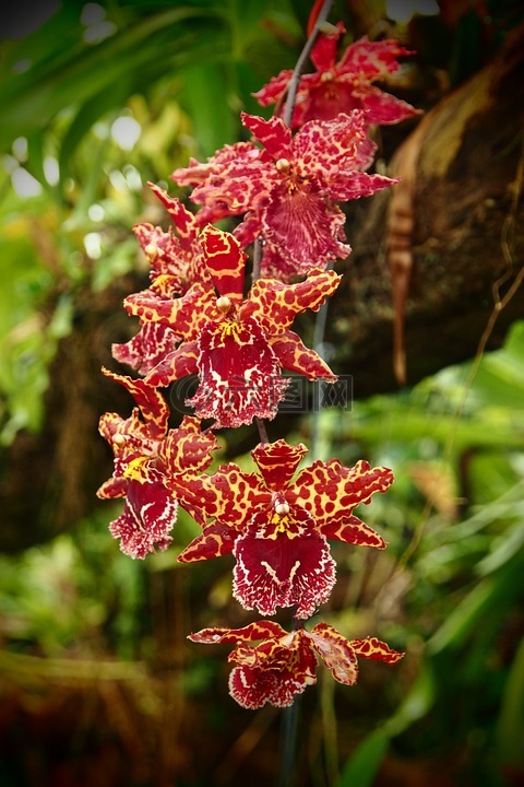 蘭花,紅色,黃色