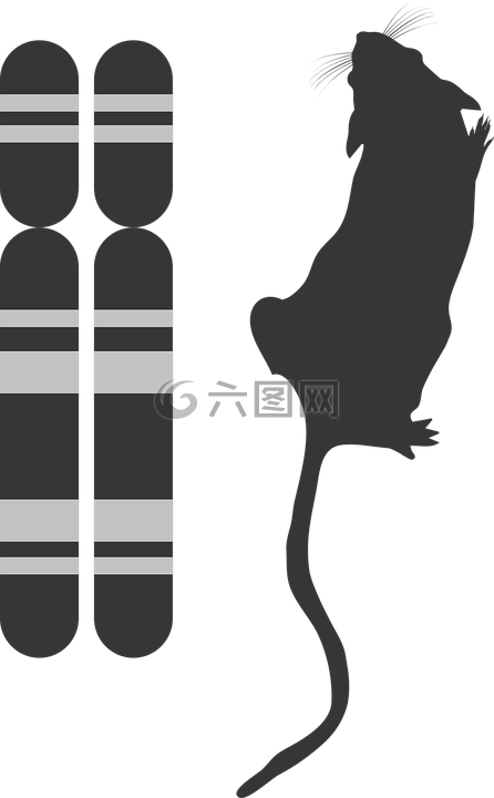 基因型和表現(xiàn)型圖標(biāo),g2p,基因型和表現(xiàn)型