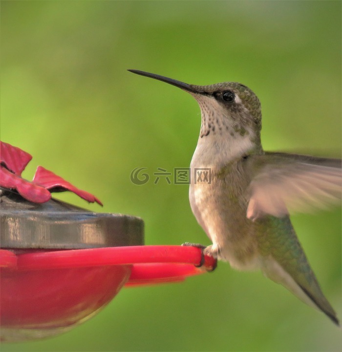 鳥(niǎo),蜂鳥(niǎo),關(guān)閉了