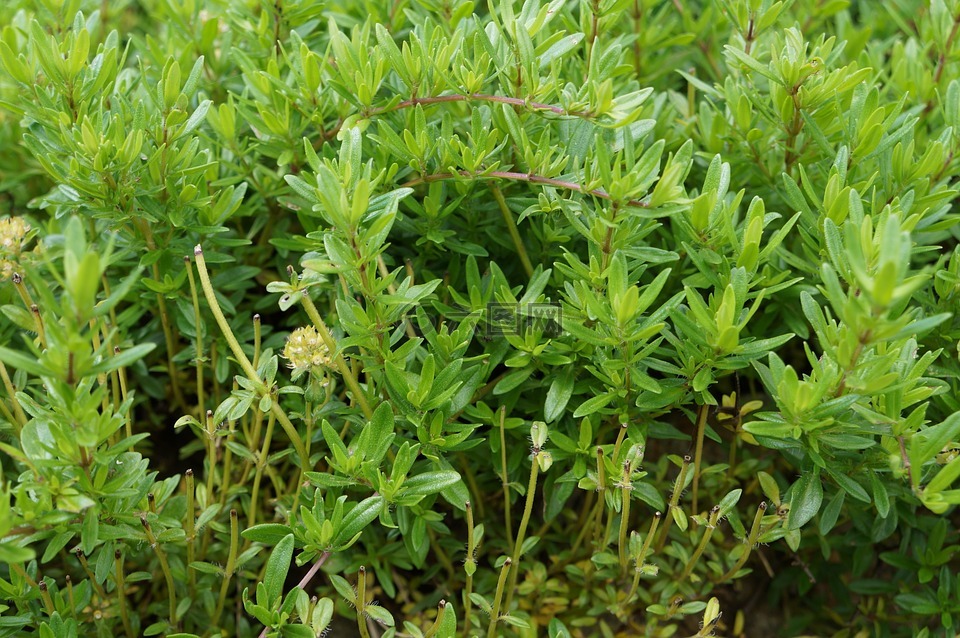 麝香草,草药,香料厨房