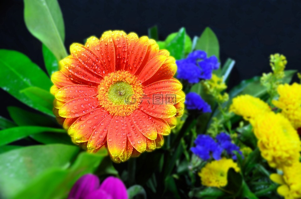 germini,橙色,花