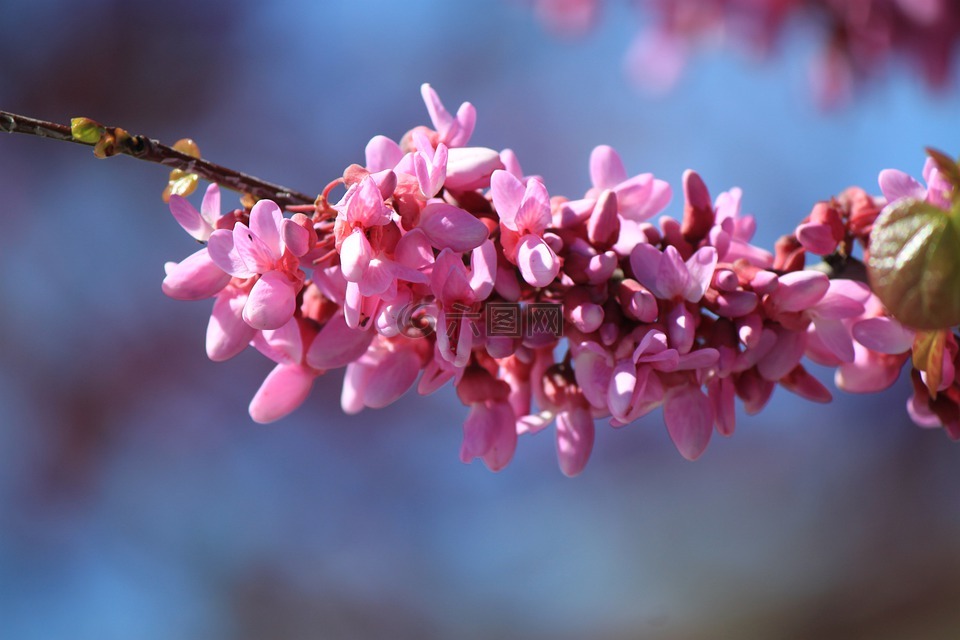 花卉,性質(zhì),樹