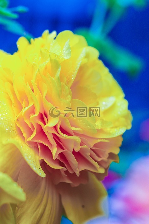 黃色,花,花園里的花