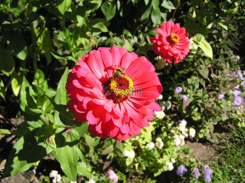 夏季,鲜花,夏季花卉