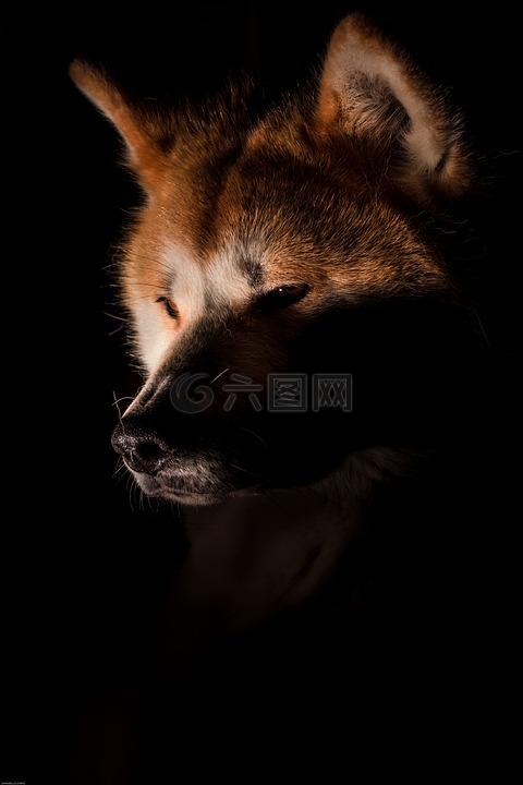 狗,秋田犬,狐貍
