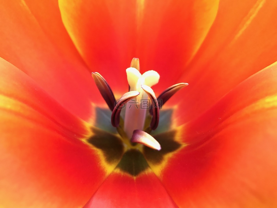 橙色,花,花園