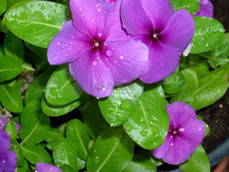 長春,露水,花