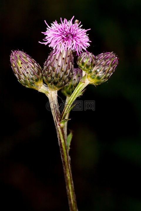 薊,體外,開花