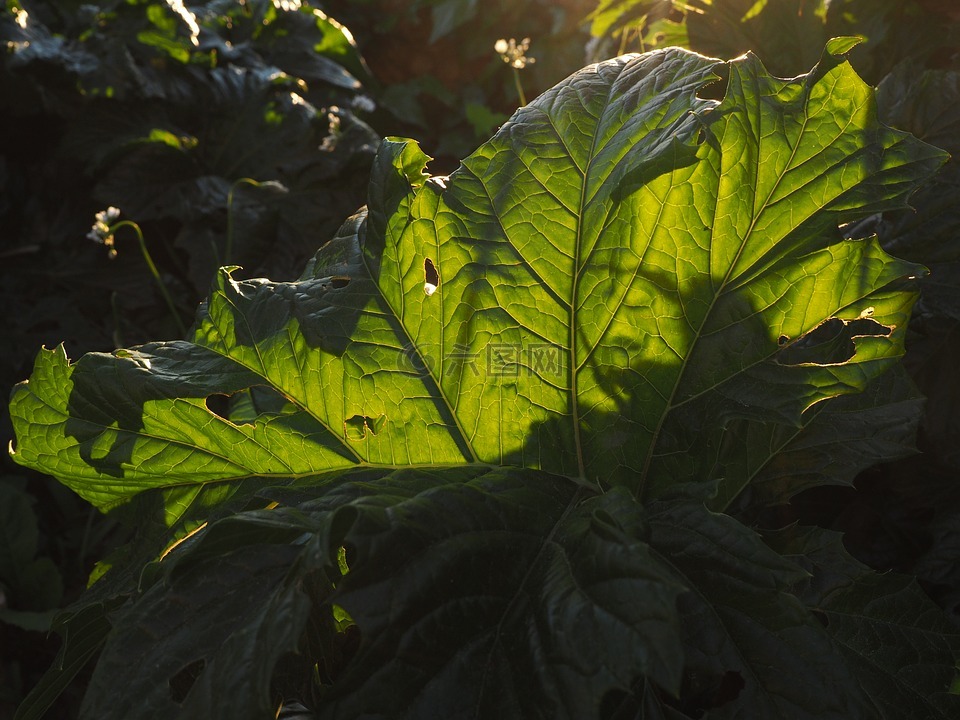 hogweed,葉子,背光