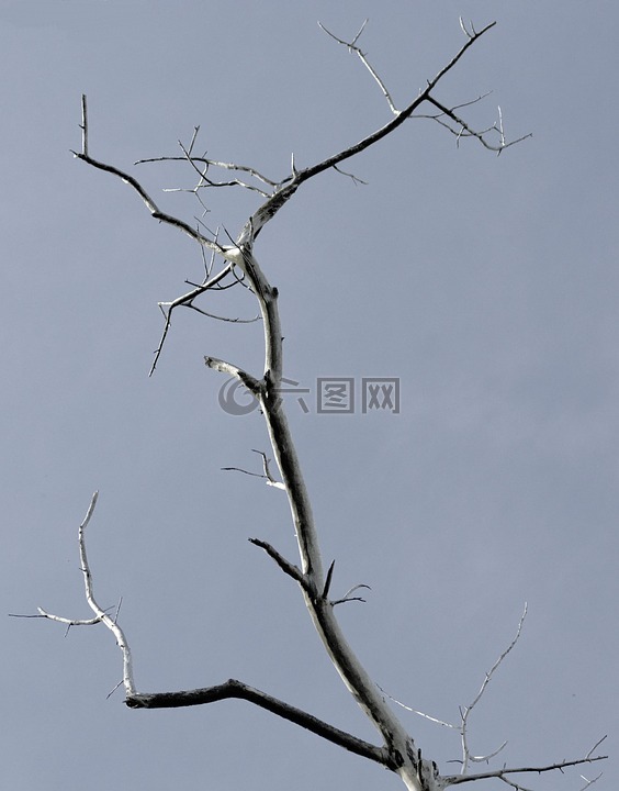 樹,綠色,性質(zhì)