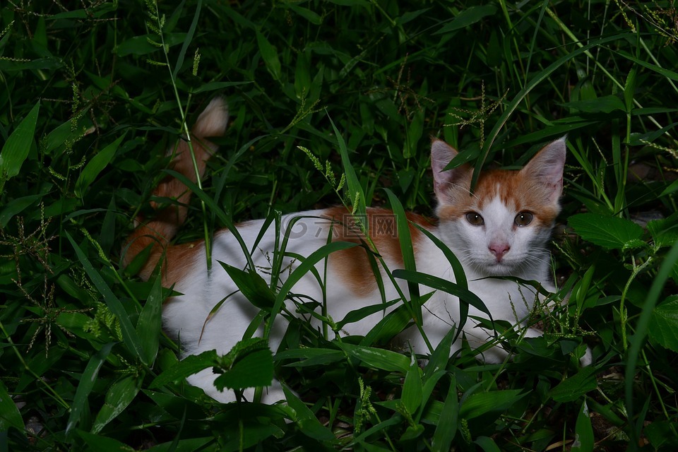 猫,绿色的草地上,花园