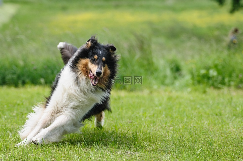 狗 牧羊犬 毛皮高清图库素材免费下载 图片编号 六图网