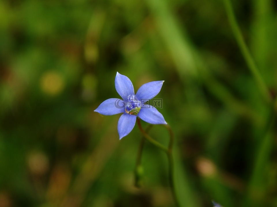 藍(lán)花,花草地上,草