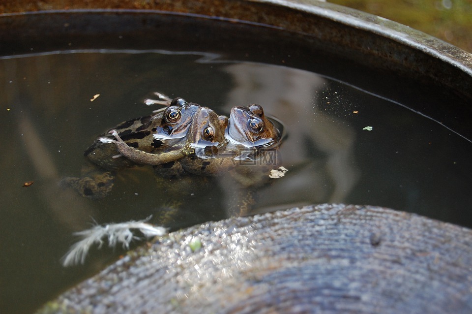 兩棲類動物,青蛙,性質(zhì)
