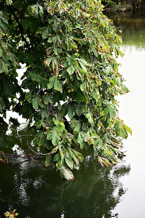 板栗樹,葉子,水