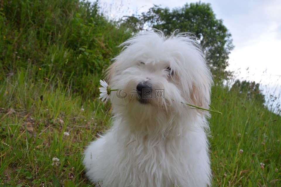 棉花圖萊亞爾,狗,國內(nèi)動物