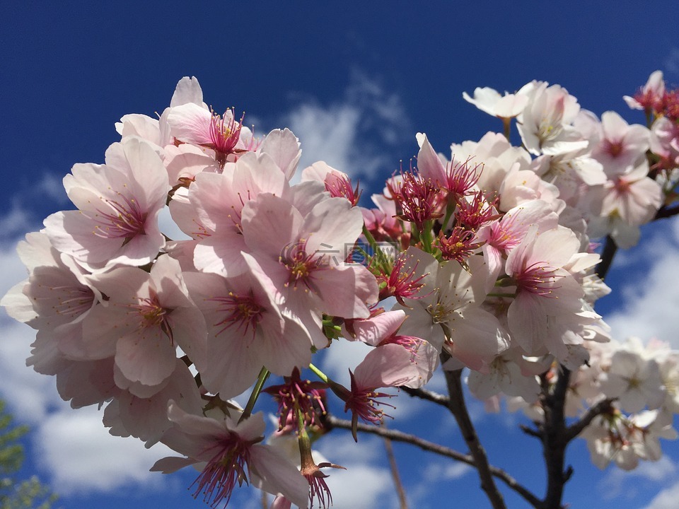 花,春,粉红色