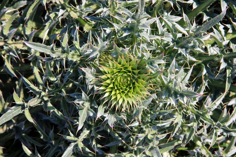 水飛薊,植物,蜻蜓鳳梨植物