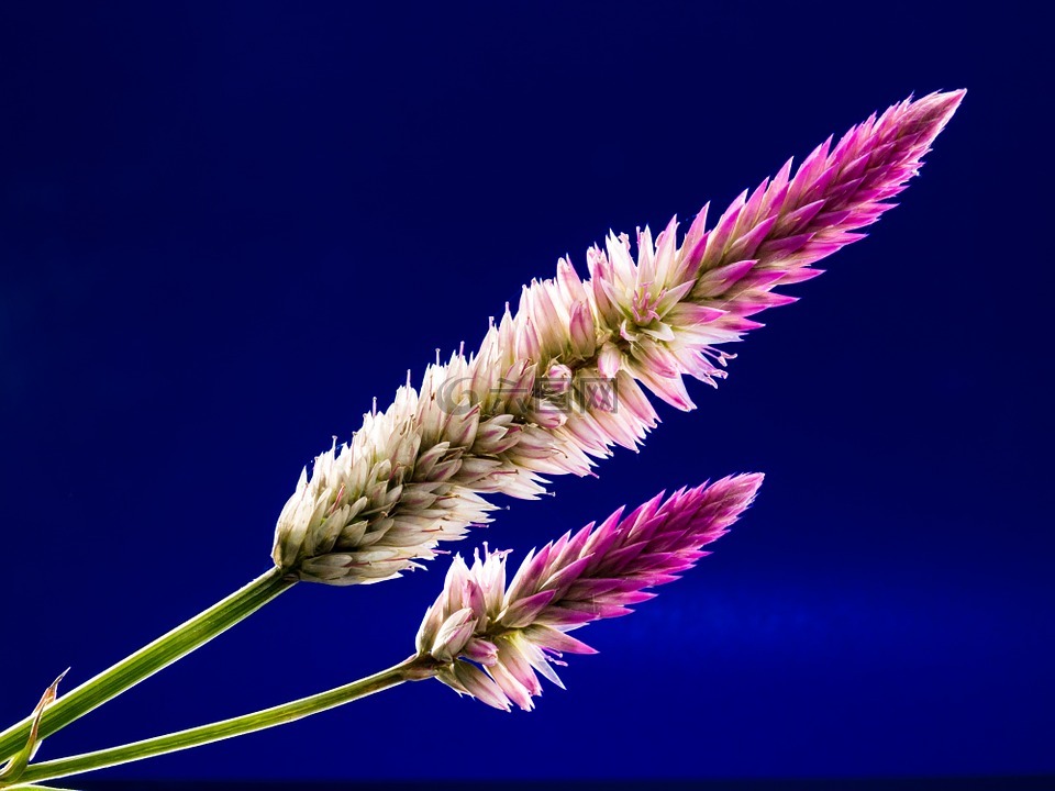 開(kāi)花,花,野花