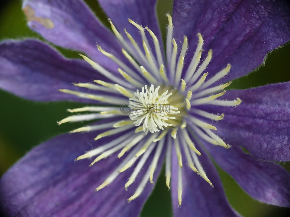 鐵線蓮,開(kāi)花,紫