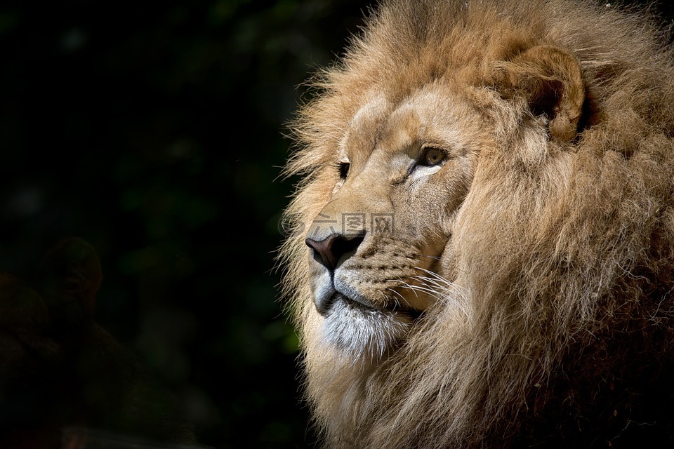 狮子,野生,非洲