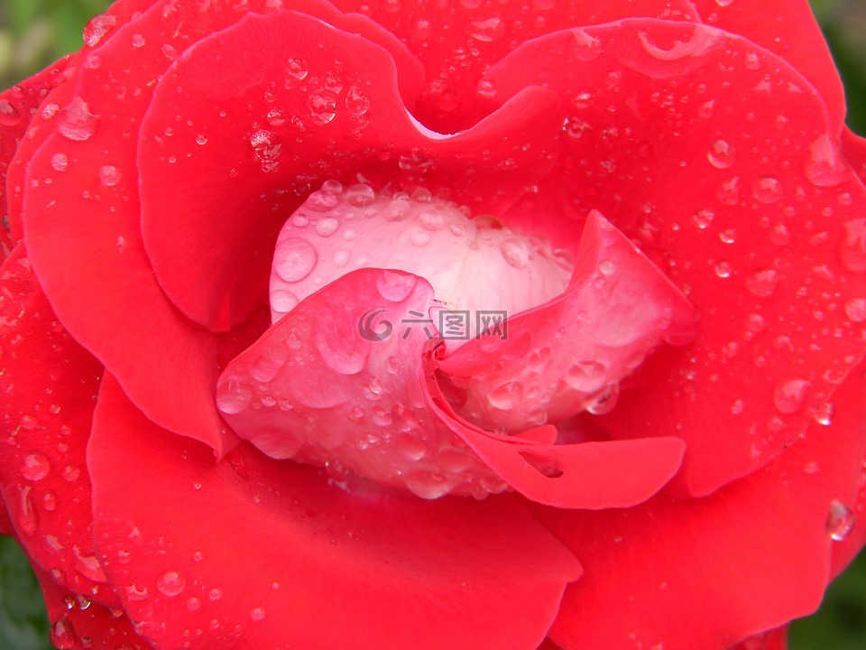 羅莎,水,拖放