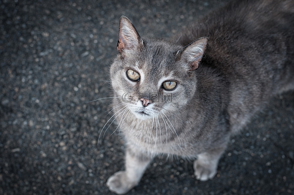 猫,灰色的猫,宠物