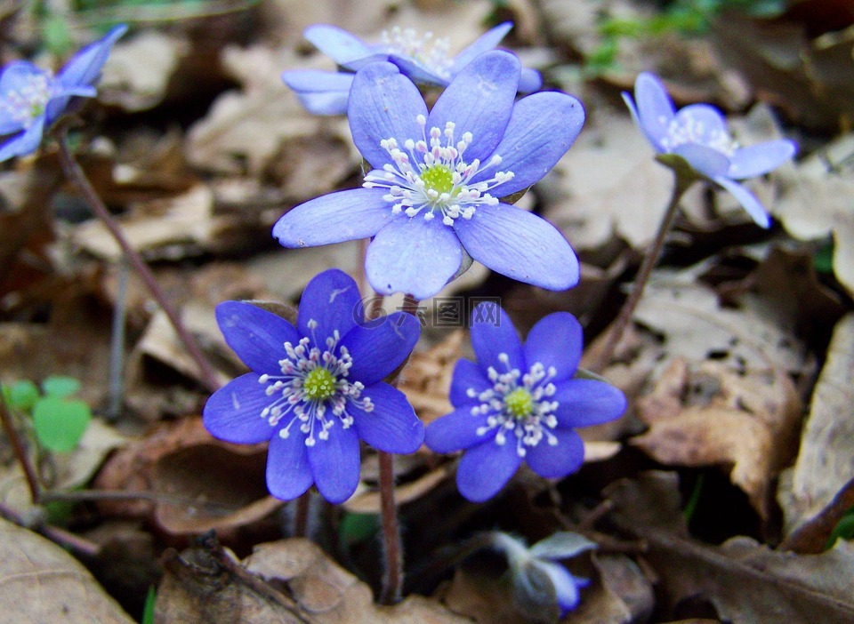 májvirág,林花,藍(lán)色