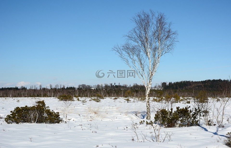 冬天,雪,樹