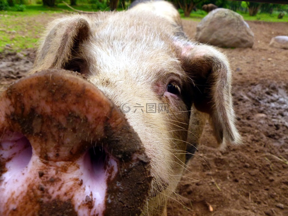 豬,母豬,哺乳動物