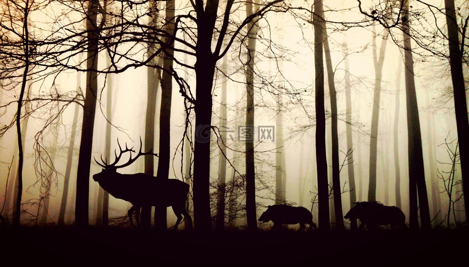 森林,雾,赫尔