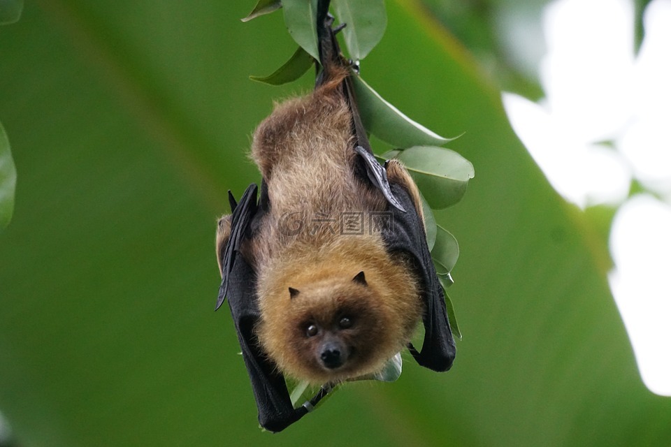 動物,fledertier,飛狗