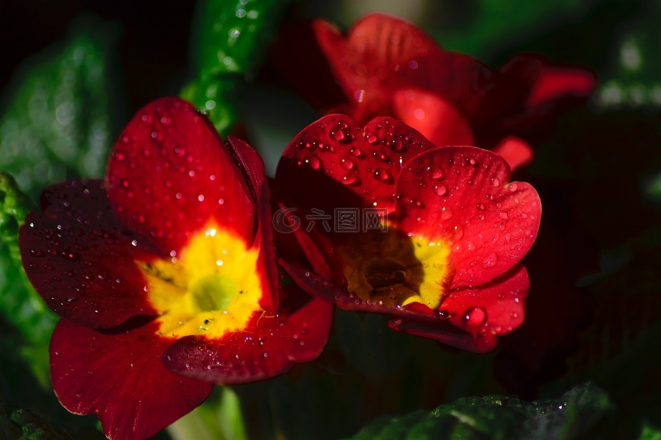 紅色,生動(dòng),花
