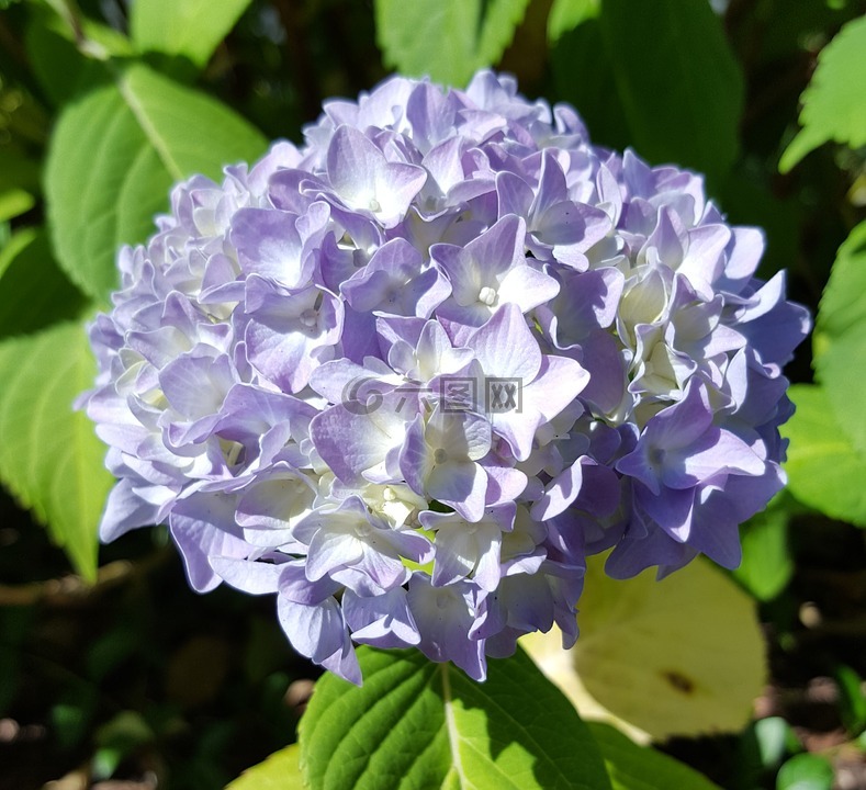 花,性質(zhì),廠