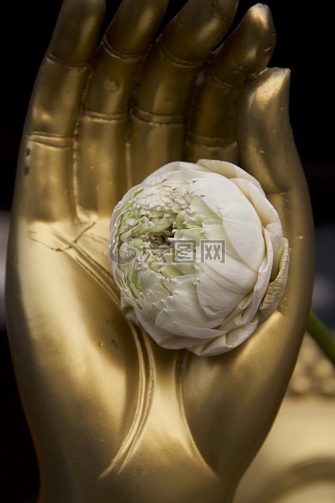 泰國(guó),佛教,花