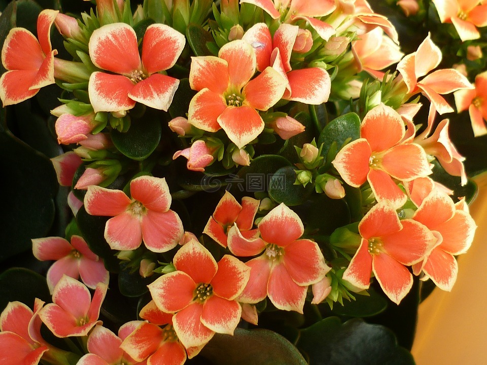 花,景天,鲜花