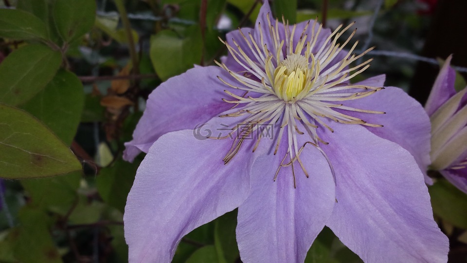 紫色的小花,花紫色,開(kāi)花
