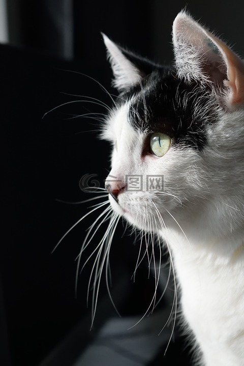 貓,晶須,動物
