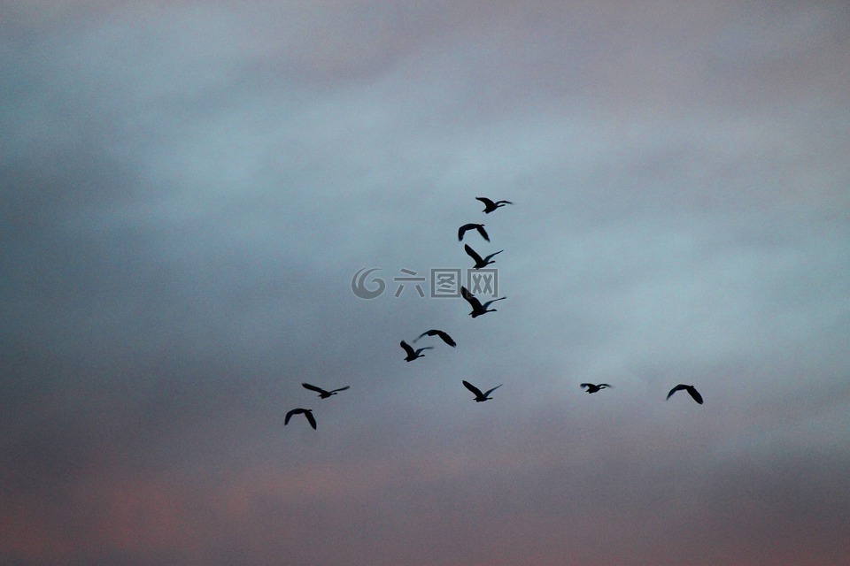 鳥,高,飛